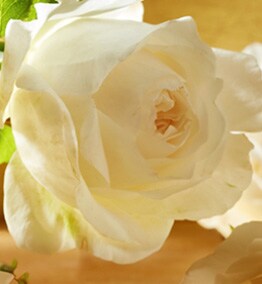 vakker floral