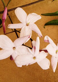 jasmin