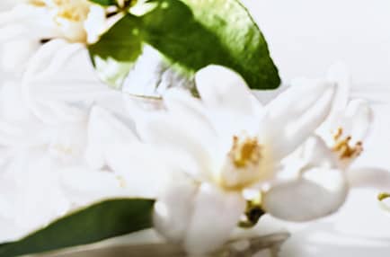 appelsinblomst